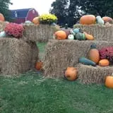 Panek's Pickin' Patch photo