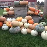 Panek's Pickin' Patch photo