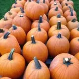 Panek's Pickin' Patch photo
