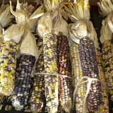 Johnson's Pumpkin Stand & Corn Maze photo