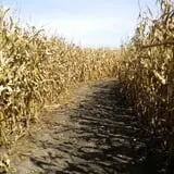 Johnson's Pumpkin Stand & Corn Maze photo