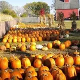 Johnson's Pumpkin Stand & Corn Maze photo