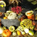 Johnson's Pumpkin Stand & Corn Maze photo