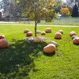 Johnson's Pumpkin Stand & Corn Maze photo