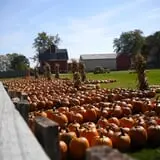 Johnson's Pumpkin Stand & Corn Maze photo