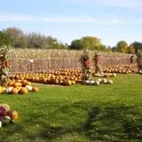 Johnson's Pumpkin Stand & Corn Maze photo