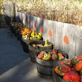 Johnson's Pumpkin Stand & Corn Maze photo