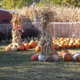 Johnson's Pumpkin Stand & Corn Maze photo