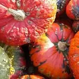 Johnson's Pumpkin Stand & Corn Maze photo