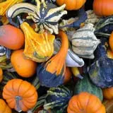 Johnson's Pumpkin Stand & Corn Maze photo