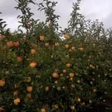 Barthel Fruit Farm photo