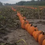 Barthel Fruit Farm photo