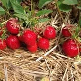 Barthel Fruit Farm photo