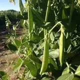 Barthel Fruit Farm photo