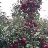 Barthel Fruit Farm photo