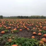 Barthel Fruit Farm photo
