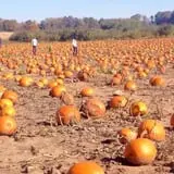 Barthel Fruit Farm photo
