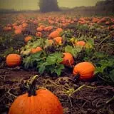 Barthel Fruit Farm photo