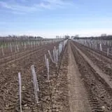 Barthel Fruit Farm photo