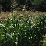 Battleview Orchards photo