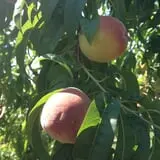 Battleview Orchards photo