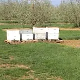 Battleview Orchards photo