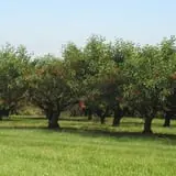 Battleview Orchards photo