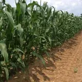 Battleview Orchards photo