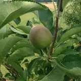 Battleview Orchards photo