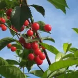 Battleview Orchards photo