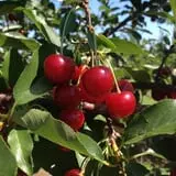 Battleview Orchards photo