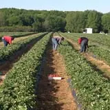 Battleview Orchards photo