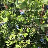 Erie Orchards & Cider Mills photo