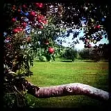 Erie Orchards & Cider Mills photo