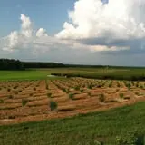 McLeod Farms photo