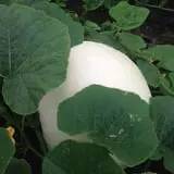 McLeod Farms photo