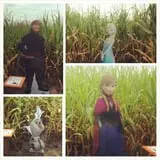 McLeod Farms photo