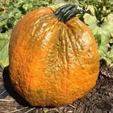 McLeod Farms photo