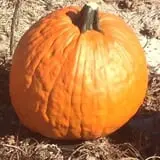 McLeod Farms photo