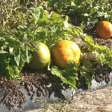 McLeod Farms photo
