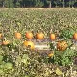 McLeod Farms photo