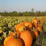 McLeod Farms photo