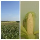 McLeod Farms photo