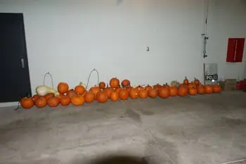 Local Police Urge Residents to Review Their 'Pumpkin Line Up' If Their Decorative Gourds Were Stolen After Finding Teens with Almost 50 Stolen Pumpkins Halloween Night