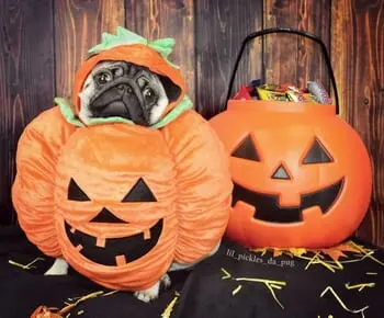 The Amazing Halloween Costume's Pulled Off by the Internet's Most Famous Pets