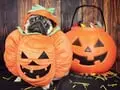 The Amazing Halloween Costume's Pulled Off by the Internet's Most Famous Pets