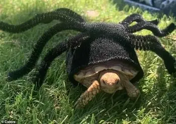 Chula Vista Pet Owner Makes Her Tortoise a Shell-ebrity with Halloween Costume