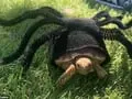 Chula Vista Pet Owner Makes Her Tortoise a Shell-ebrity with Halloween Costume