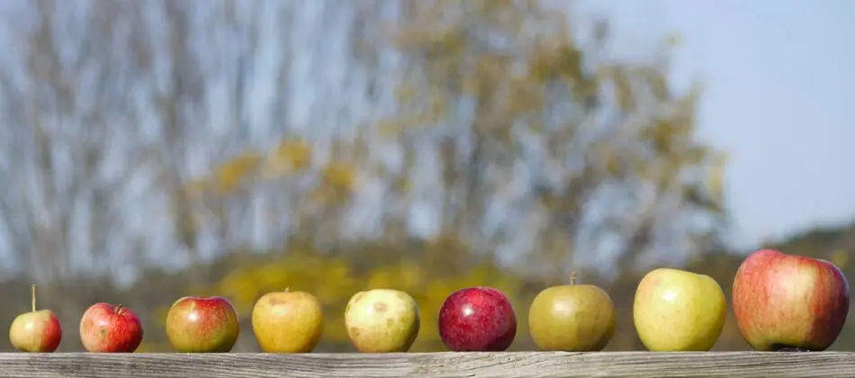 Cider Scene Booming in North Carolina photo