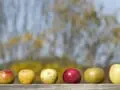 Cider Scene Booming in North Carolina